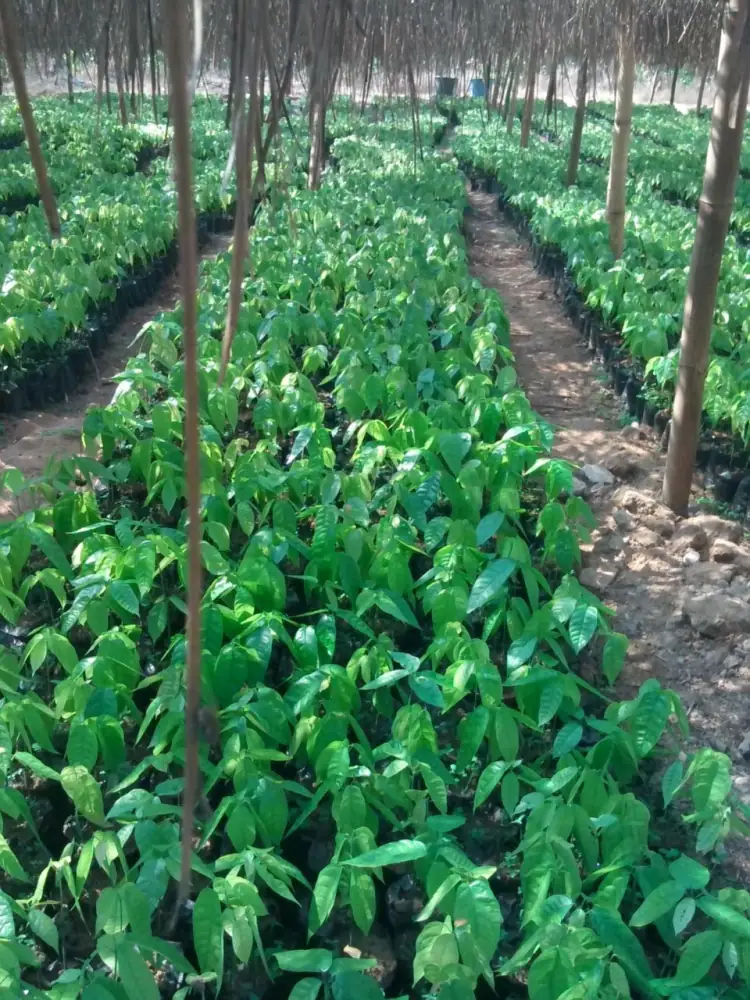 Rows of cocoa seedlings in the farm nursery