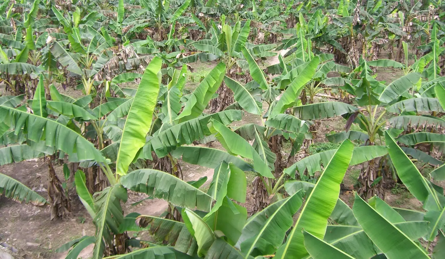 Rows of plantain growing on the Osemu-Ehis farm in Edo State