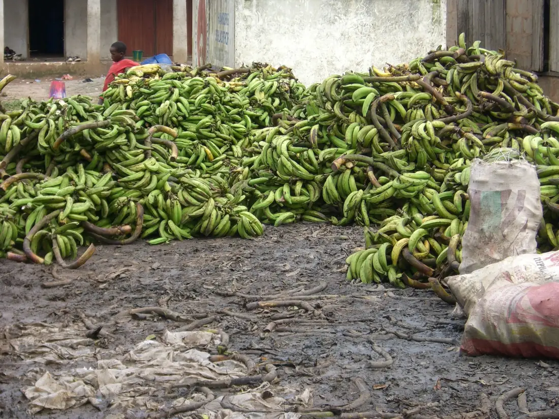 Piles of green plantain harvested at the farm